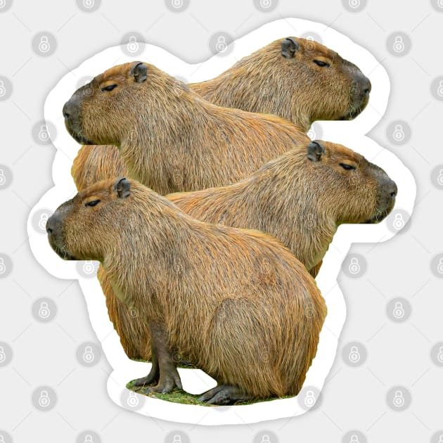 Capybara Stack Sticker by dalyndigaital2@gmail.com